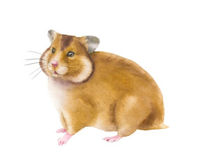 Watercolor illustration of a hamster in white background. Wildlife art illustration.