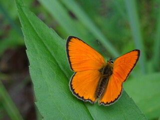 The scarce copper (Lycaena virgaureae) on green leaf in forest.