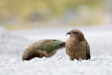 Kea, Nestor notabilis