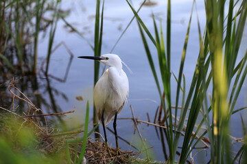 A young egret lives near a pond in the North China Plain