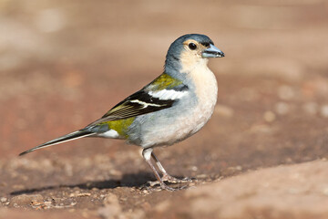 Madeira Chaffinch, Madeira vink, Fringilla coelebs maderensis