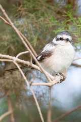 Maskerklauwier, Masked Shrike, Lanius nubicus