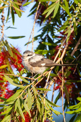 Maskerklauwier, Masked Shrike, Lanius nubicus