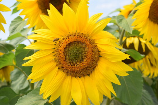 sunflower in the garden © Aamir
