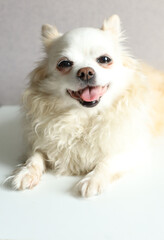 Long haired chi hua hua lying and smiling.