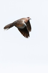 Palmtortel, Laughing Dove, Streptopelia senegalensis