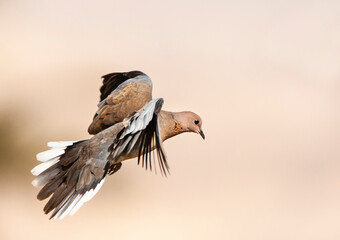 Palmtortel, Laughing Dove, Streptopelia senegalensis