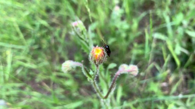 Black bug on a flower bud among green grass in the field