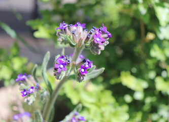 Fototapeta premium Anchusa officinalis, commonly known as the common bugloss or alkanet. It is a medicinal plant from the borage family. Beautiful spring wildflowers.