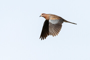 Palmtortel, Laughing Dove, Streptopelia senegalensis