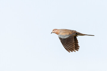 Palmtortel, Laughing Dove, Streptopelia senegalensis