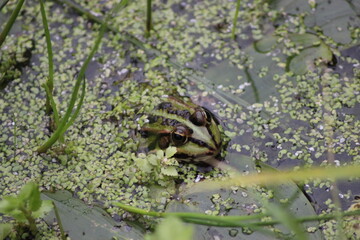 Frosch im See