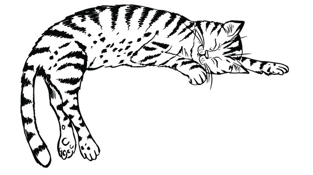 Tabby Cat Coloring Pages