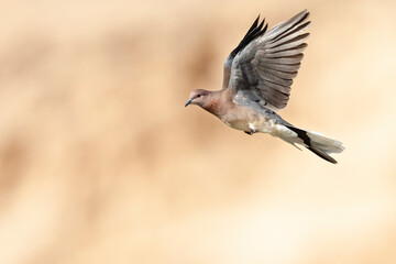 Palmtortel, Laughing Dove, Streptopelia senegalensis