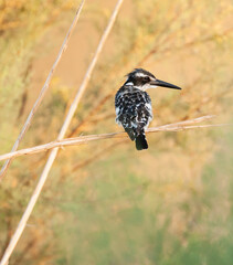 Bonte IJsvogel, Pied Kingfisher, Ceryle rudis