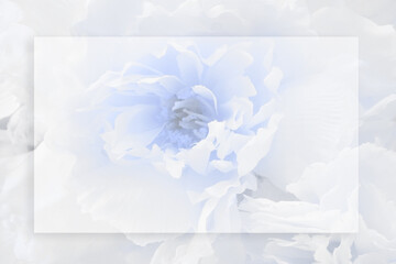 Postcard blank. White flower rectangular transparent frame. Place for text.