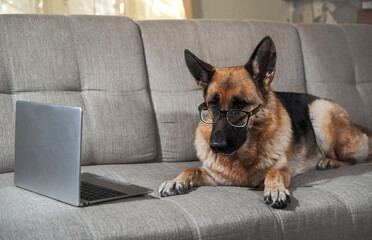 Charming worker lies at home in living room and does his job. Creative dog at remote work online. German Shepherd in large glasses with diopters lies on sofa with laptop and makes smart look.