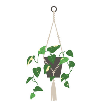 Home plant Epipremnum in flat style. Modern elegant home decor. Vector illustration isolated on white background.