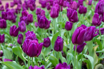 Close-up purple tulip flowers and green leaves.