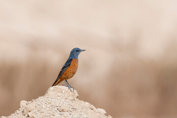 Rode Rotslijster, Rufous-tailed Rock Thrush, Monticola saxatilis