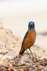 Rode Rotslijster, Rufous-tailed Rock Thrush, Monticola saxatilis
