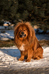 Tibetan Mastiff closed his eyes against the bright winter sun