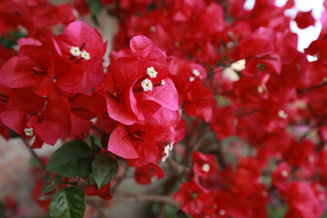 The blooming triangle plum is in the garden, North China