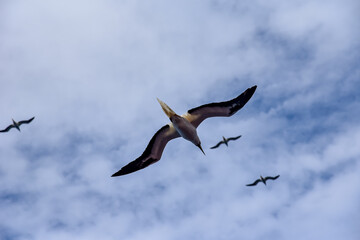 Seabird Masked, Blue-faced Booby (Sula dactylatra) flying over the blue and calm ocean. Seabird is hunting for flying fish jumping out of the water.
