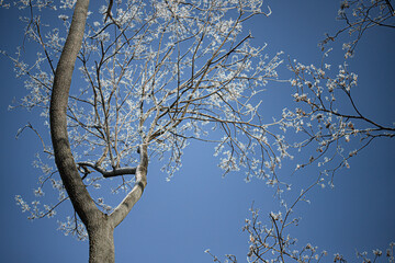 Tree with snow on the branches on the blue sky background
