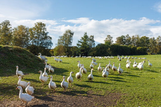 G&auml;nse auf der Wiese