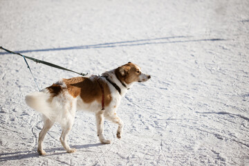 Dog walking through the snow drifts at the winter park