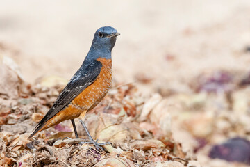 Rode Rotslijster, Rufous-tailed Rock Thrush, Monticola saxatilis