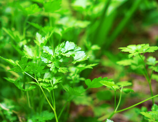 Green herbs. Seasoning Parsley grows in the garden in spring summer Shallow depth of field Shallow DOF