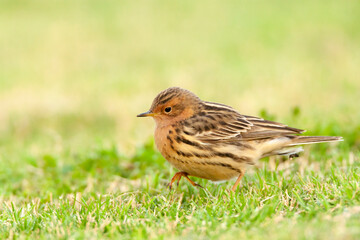 Fototapeta premium Roodkeelpieper, Red-throated Pipit, Anthus cervinus