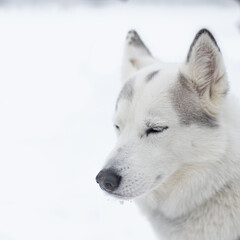 Dog looking away while walking at the street