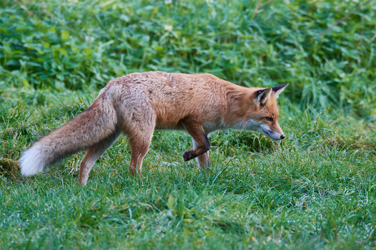 Rotfuchs bei der M&auml;usejagd	