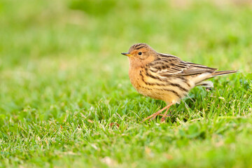 Roodkeelpieper, Red-throated Pipit, Anthus cervinus