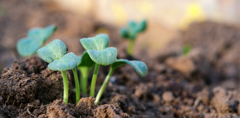 A group of green shoots growing from the soil. Spring, nature awakening, planting