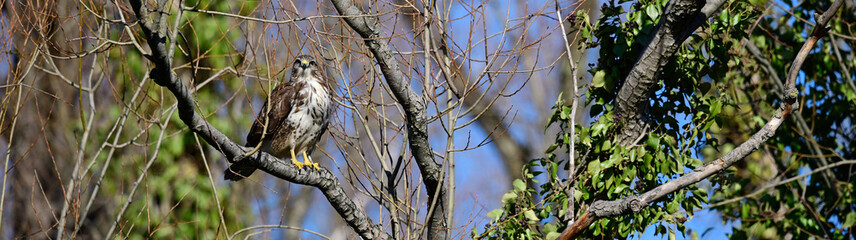 Mäusebussard (Buteo buteo) // Common buzzard