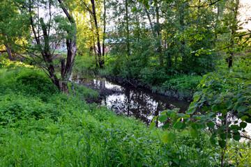 The banks of a small river overgrown with grass. The sun breaks through the dense foliage of the trees. Early sunny morning in the village.
