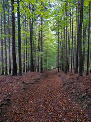 Obraz premium road in mysterious autumn deciduous beech tree forest with colorful leaves, sun rays and ground covered with fallen leaves. Seasonal nature background
