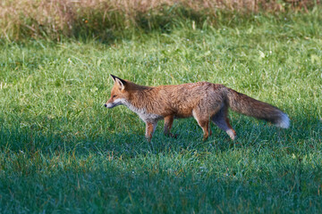 Rotfuchs bei der Mäusejagd	