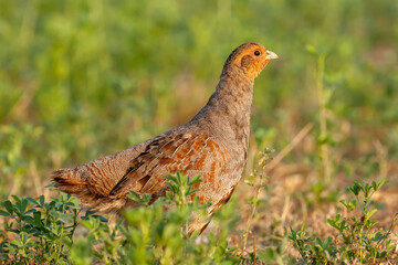 Grey partridge wild bird close up Norfolk England