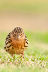 Roodkeelpieper, Red-throated Pipit, Anthus cervinus