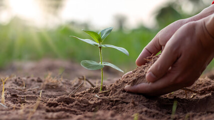 Close-up of a human hand holding a seedling, including planting the seedlings, the concept of Earth Day, and the global warming reduction campaign.