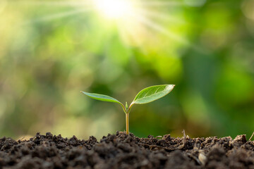 The seedlings grow from fertile soil and the morning sun shines. Ecology and ecological balance concept.