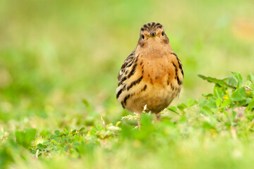 Roodkeelpieper, Red-throated Pipit, Anthus cervinus