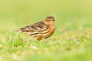 Roodkeelpieper, Red-throated Pipit, Anthus cervinus