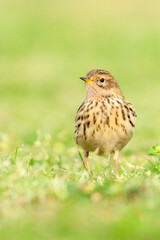 Roodkeelpieper, Red-throated Pipit, Anthus cervinus
