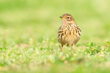 Roodkeelpieper, Red-throated Pipit, Anthus cervinus